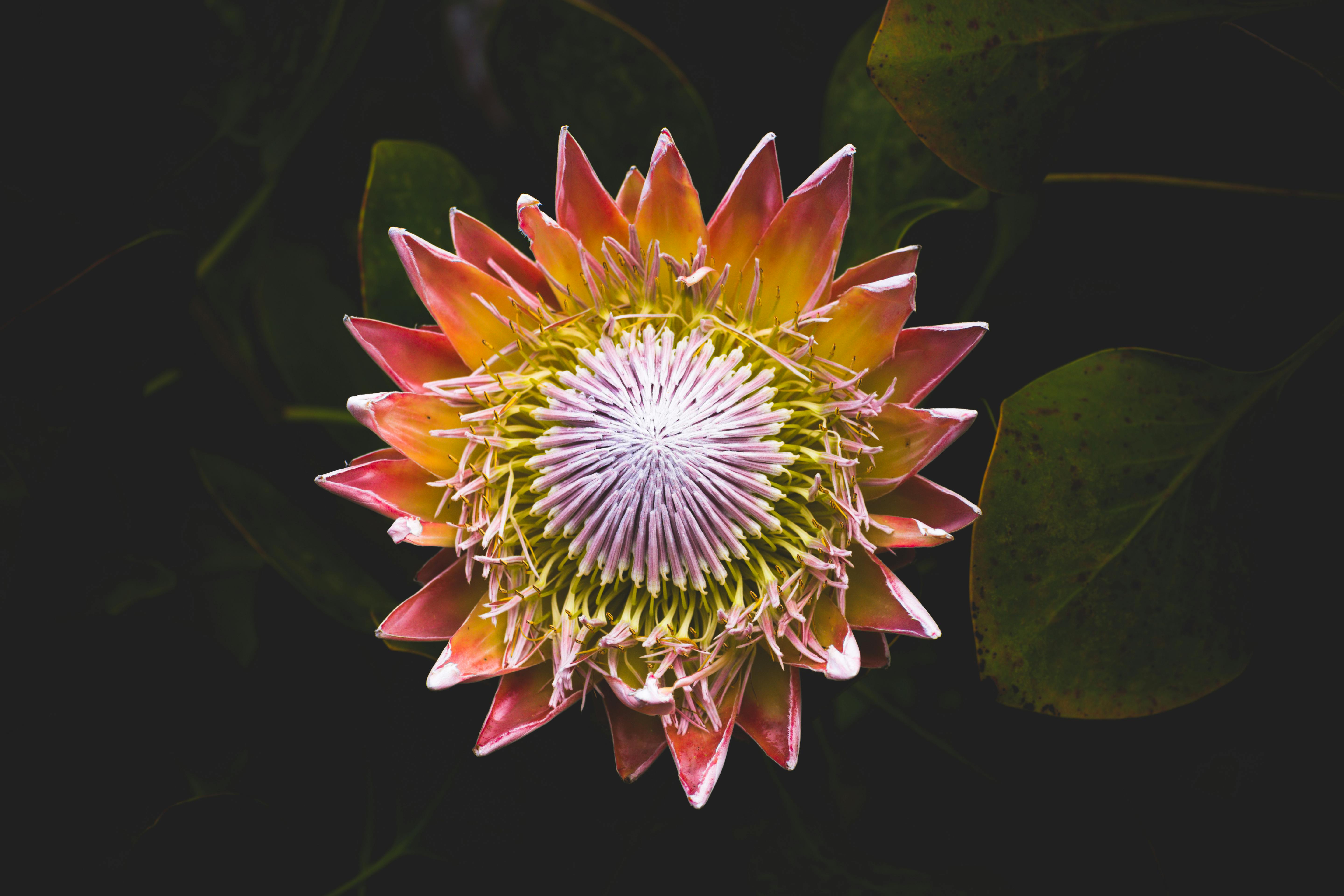 [Protea cynaroides]